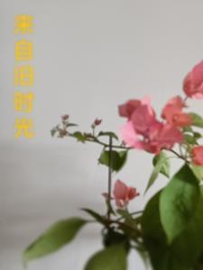 马林之诗TXT